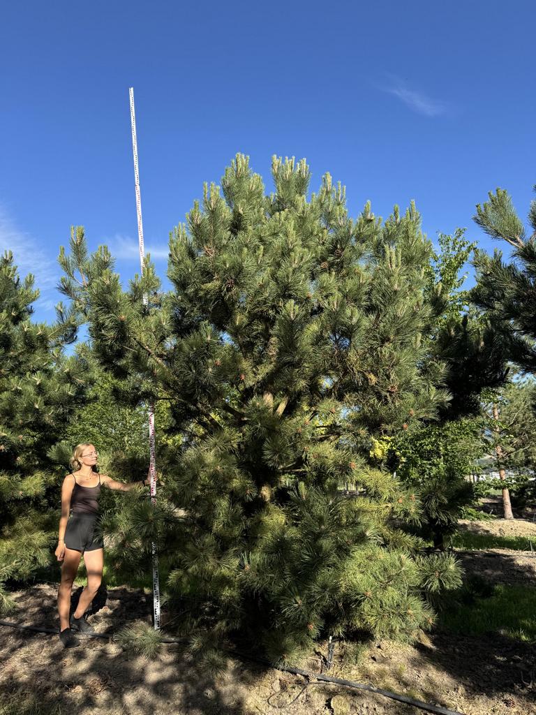 Pinus nigra subsp. nigra