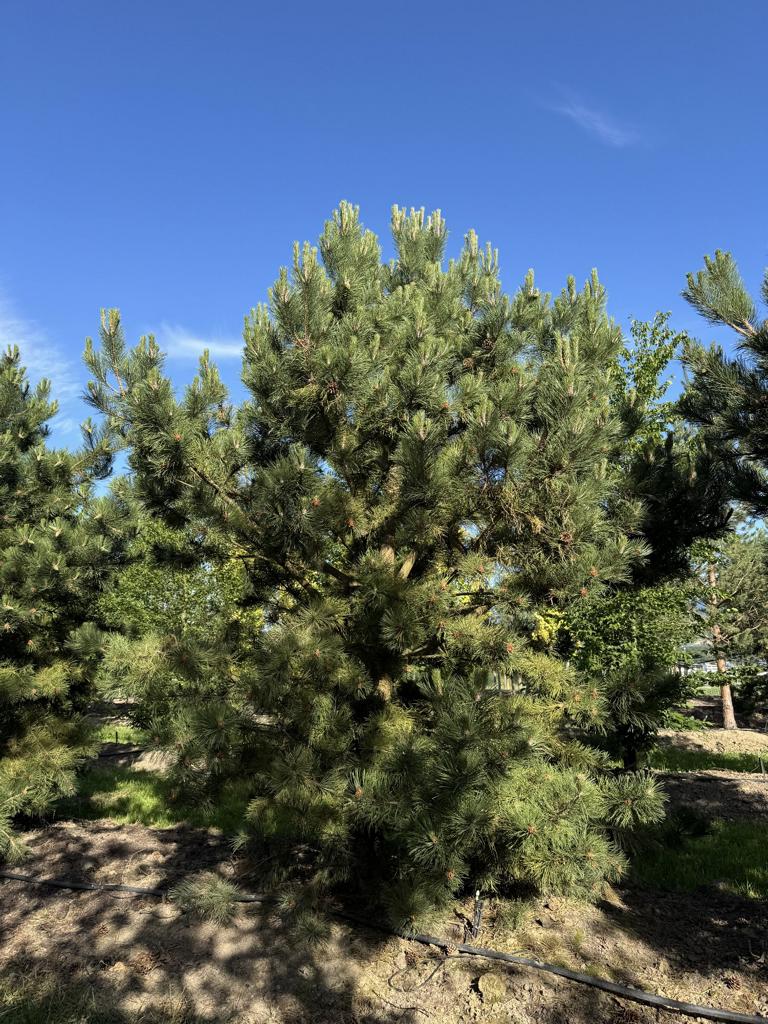Pinus nigra subsp. nigra