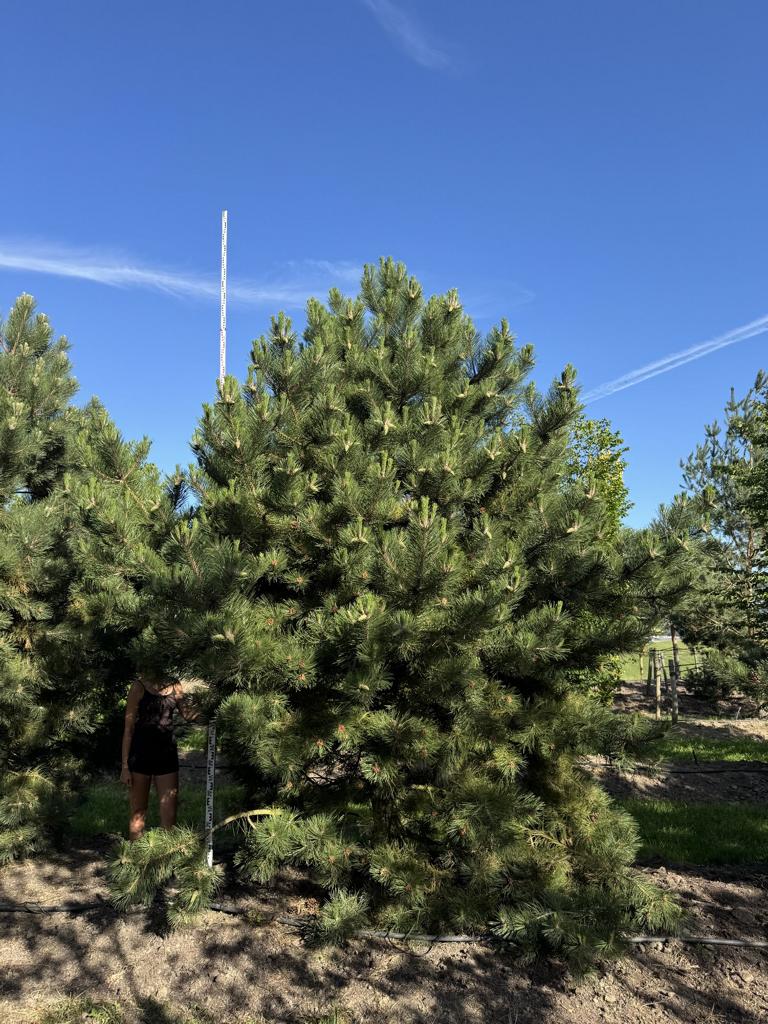 Pinus nigra subsp. nigra