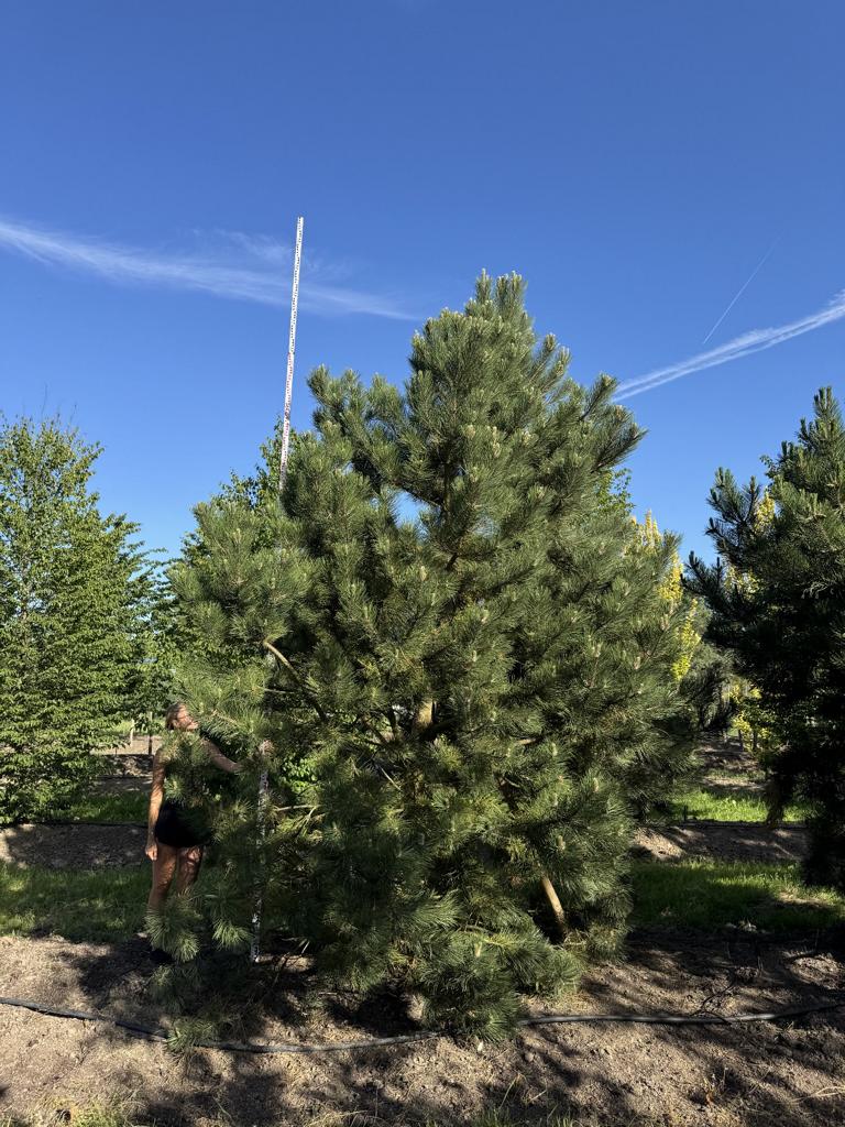 Pinus nigra subsp. nigra