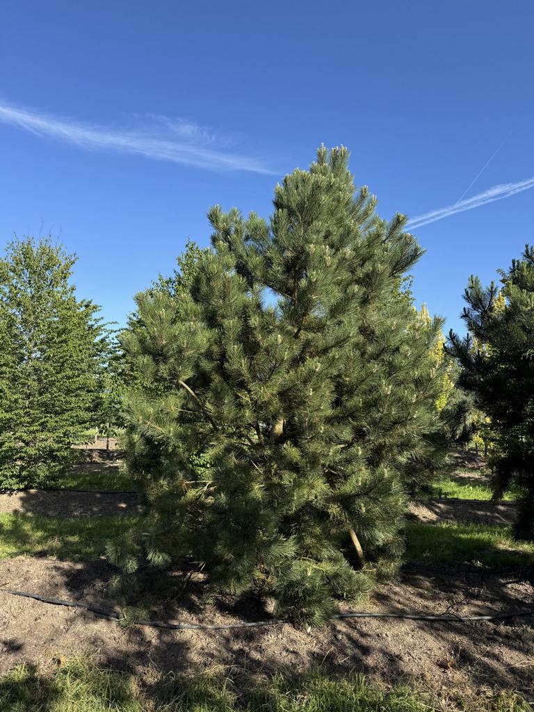 Pinus nigra subsp. nigra