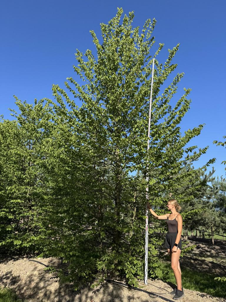 Carpinus betulus