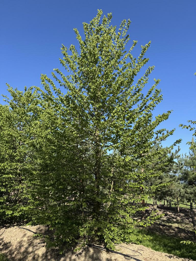 Carpinus betulus