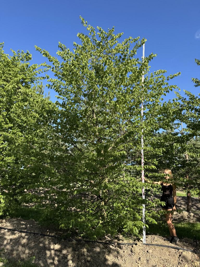 Carpinus betulus