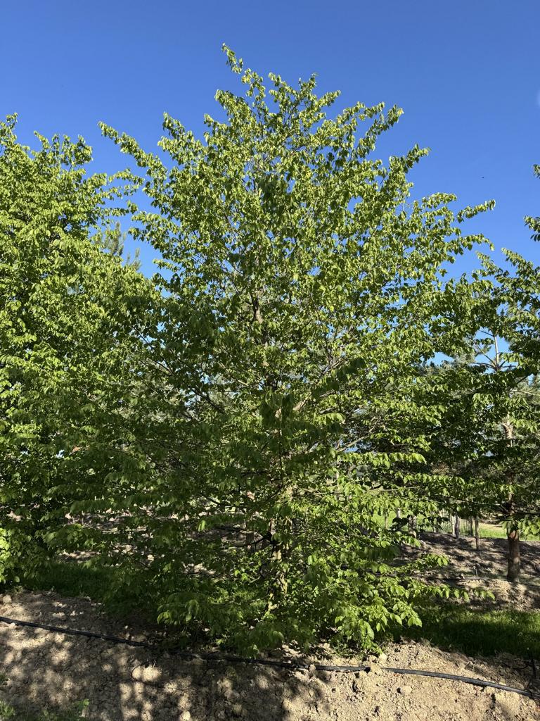 Carpinus betulus
