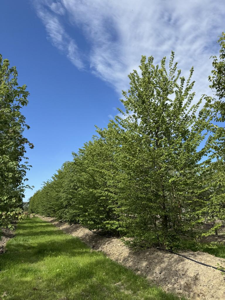 Carpinus betulus