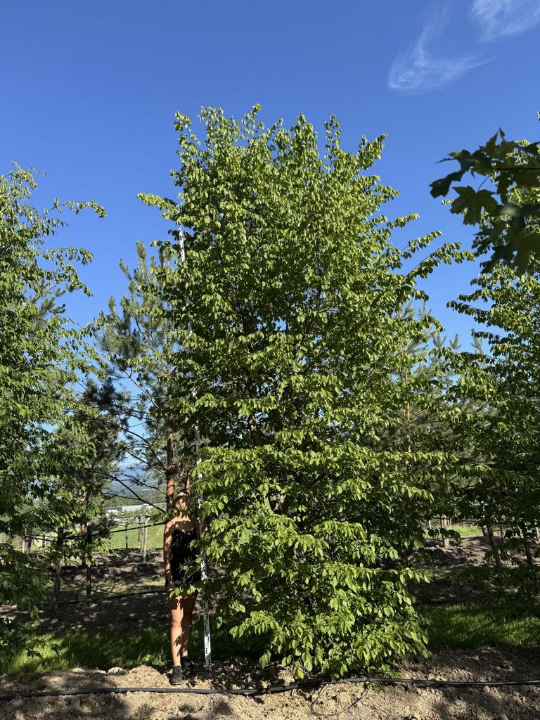 Carpinus betulus