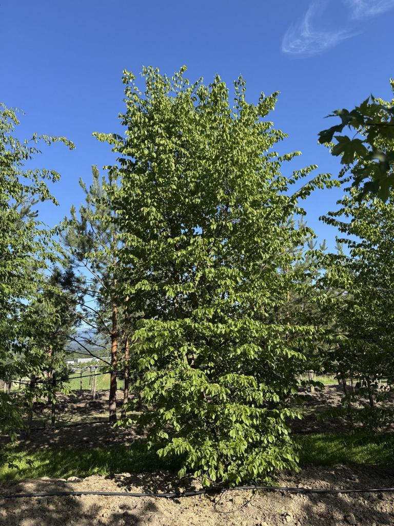 Carpinus betulus