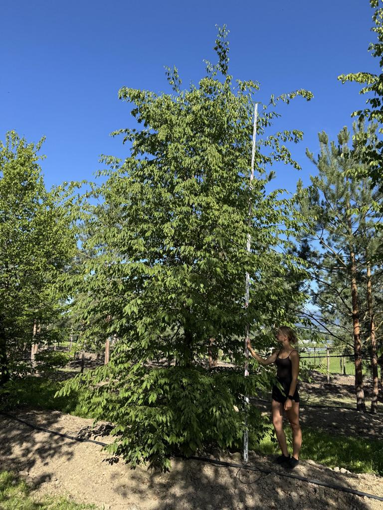 Carpinus betulus