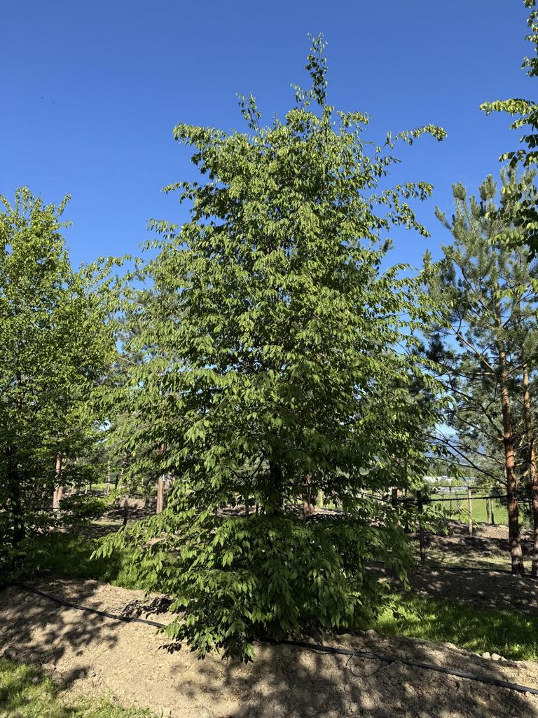 Carpinus betulus