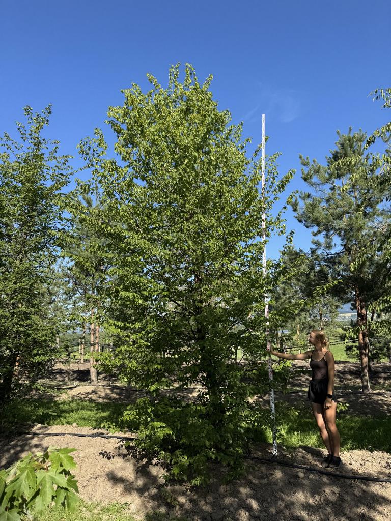 Carpinus betulus