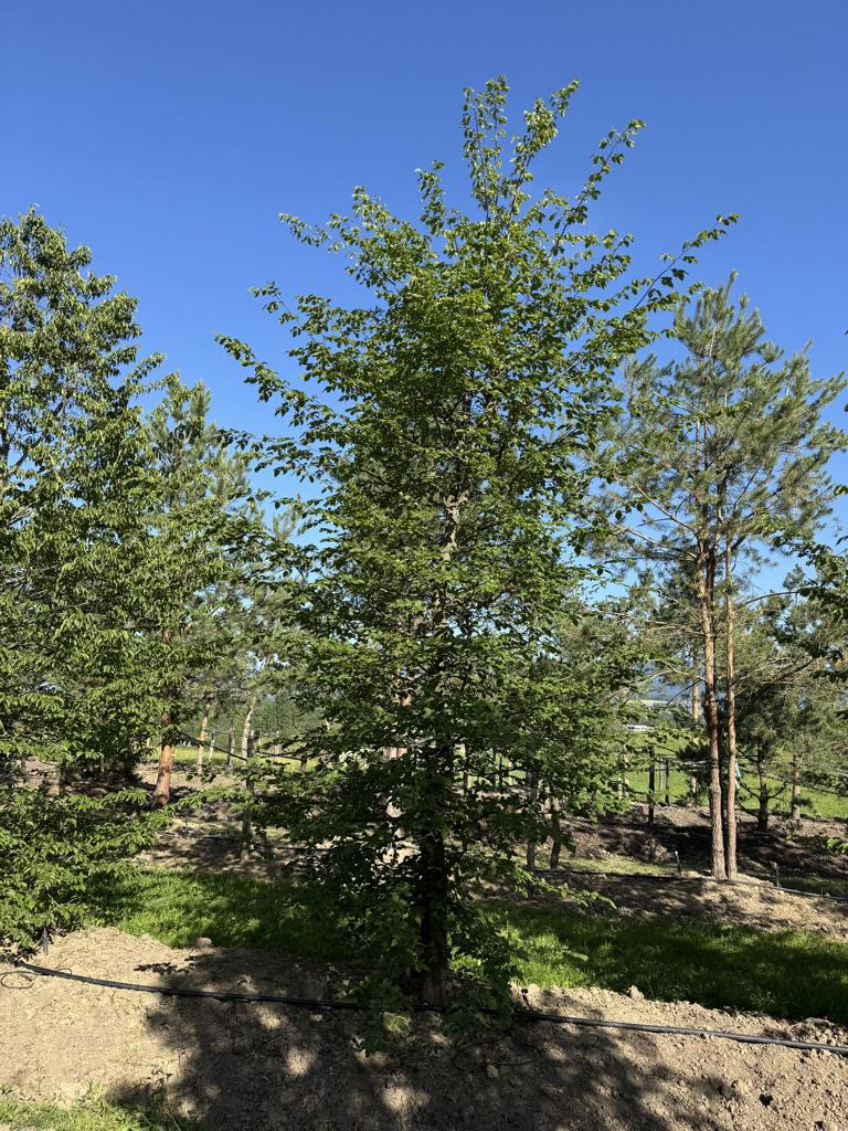 Carpinus betulus