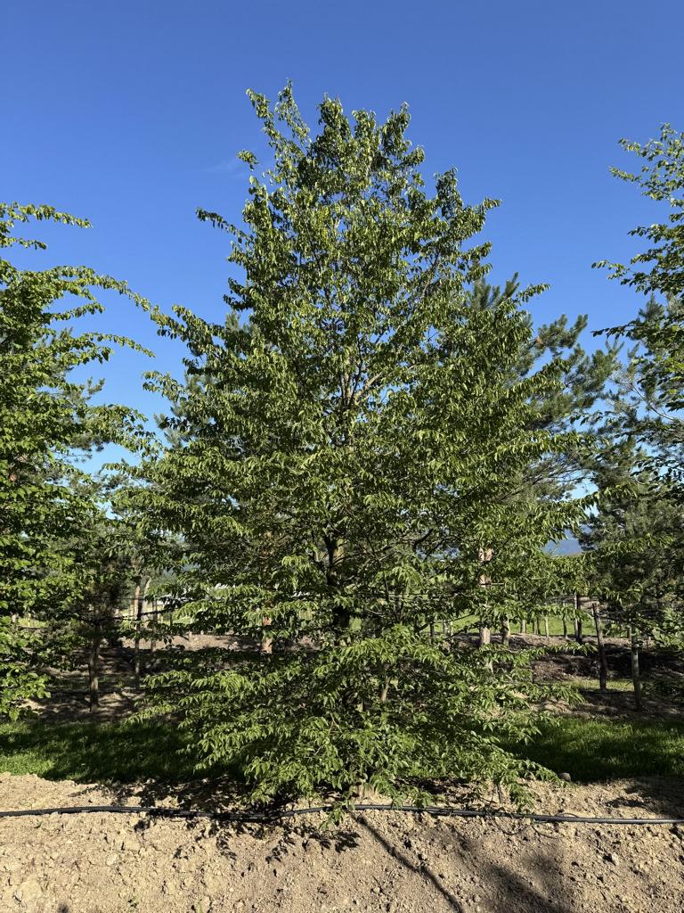 Carpinus betulus