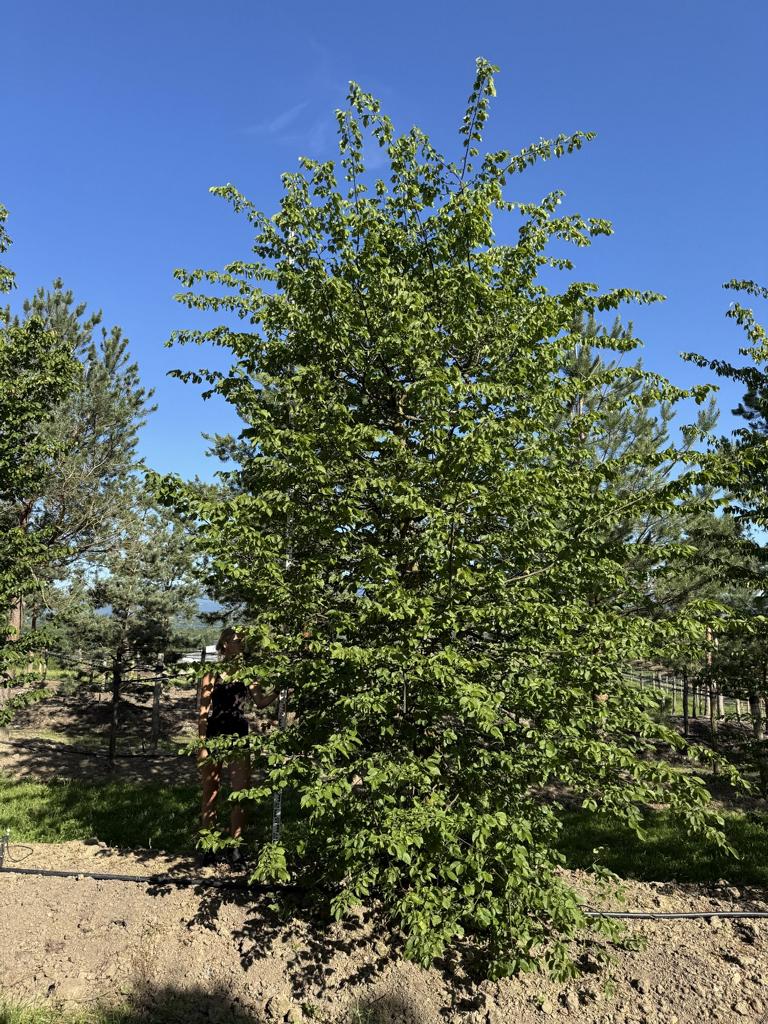 Carpinus betulus