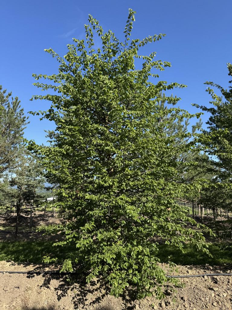 Carpinus betulus