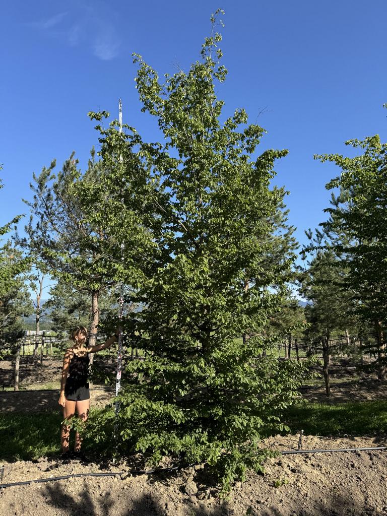 Carpinus betulus