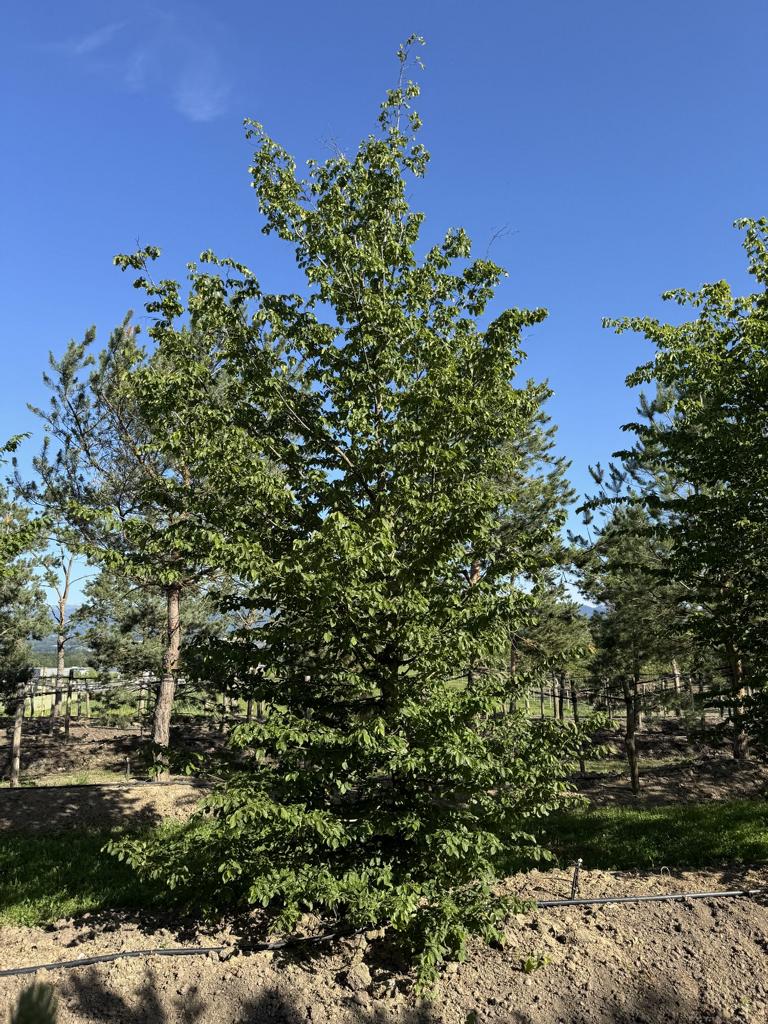 Carpinus betulus