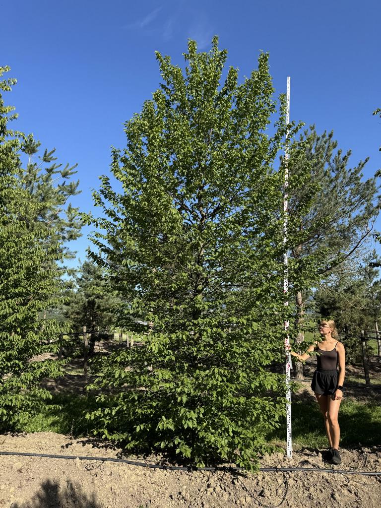 Carpinus betulus
