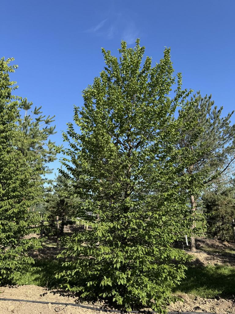 Carpinus betulus