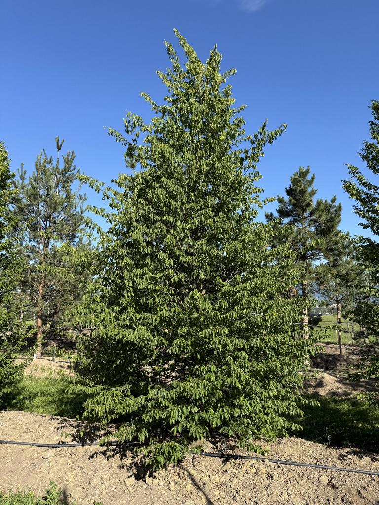 Carpinus betulus