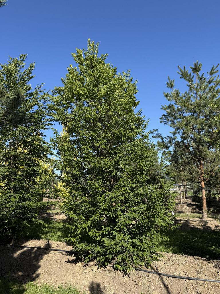 Carpinus betulus