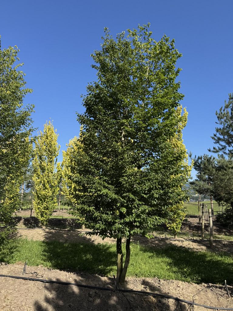 Carpinus betulus