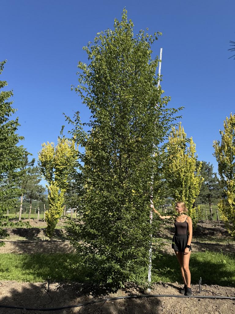 Carpinus betulus