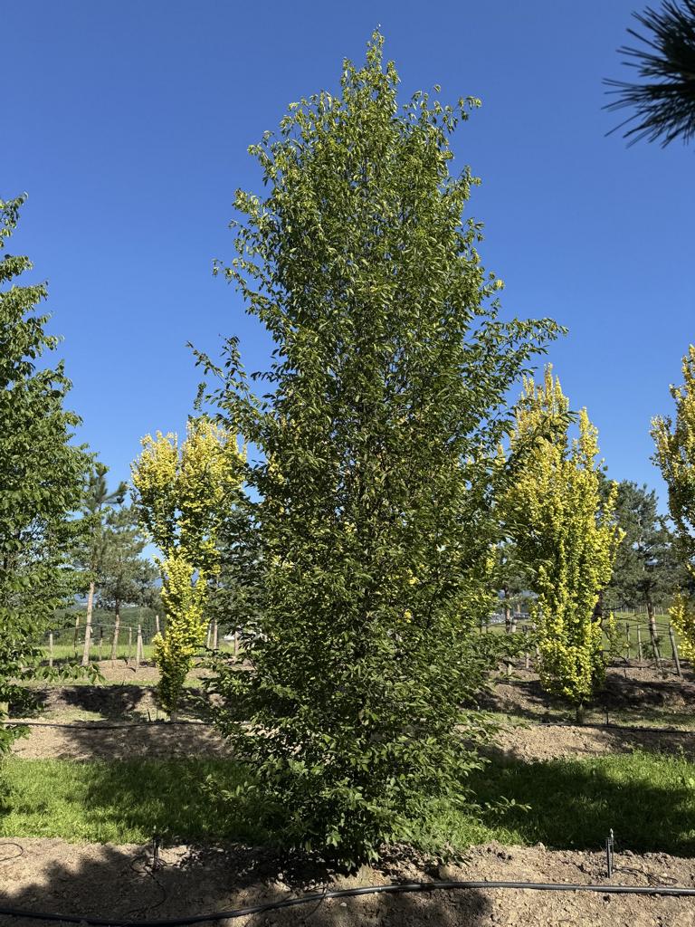Carpinus betulus