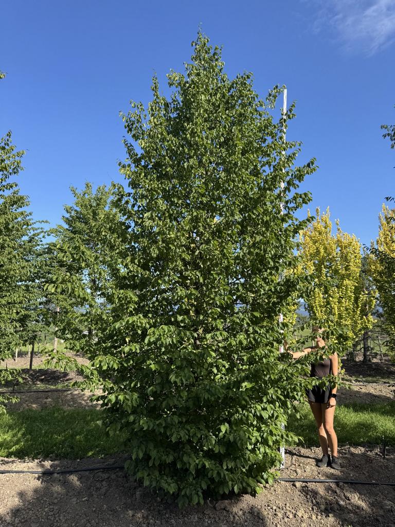 Carpinus betulus