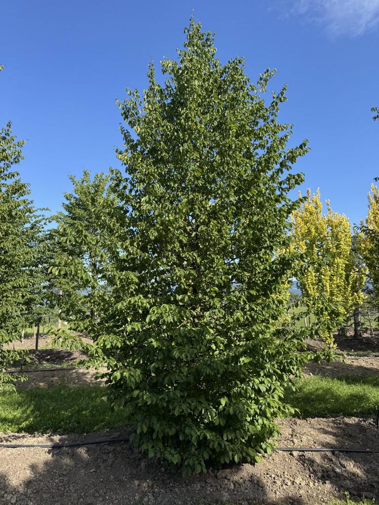 Carpinus betulus