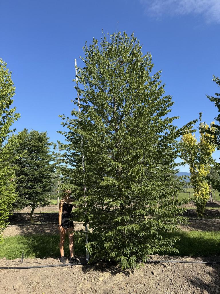 Carpinus betulus
