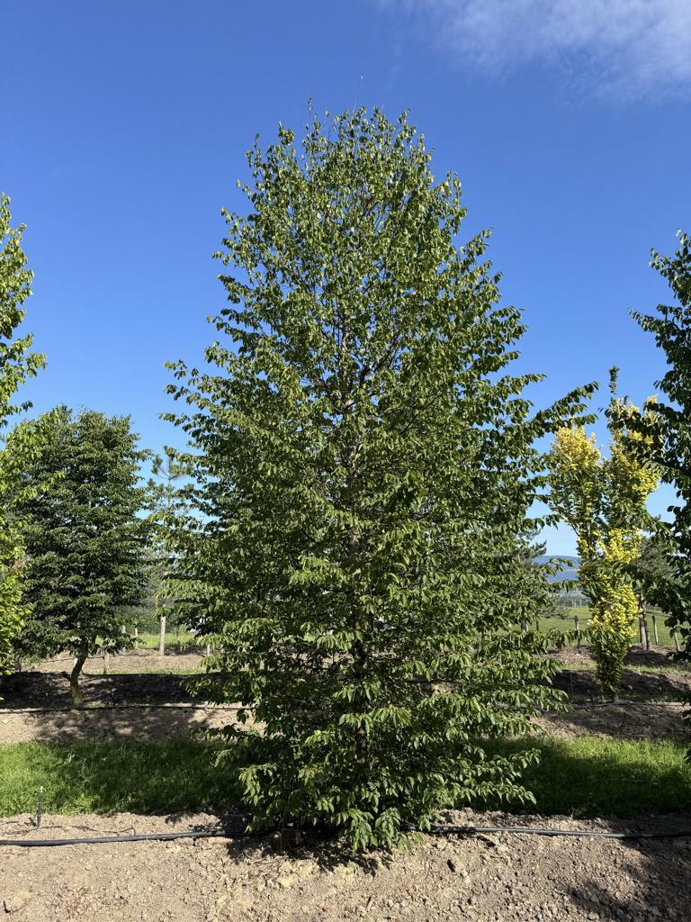 Carpinus betulus