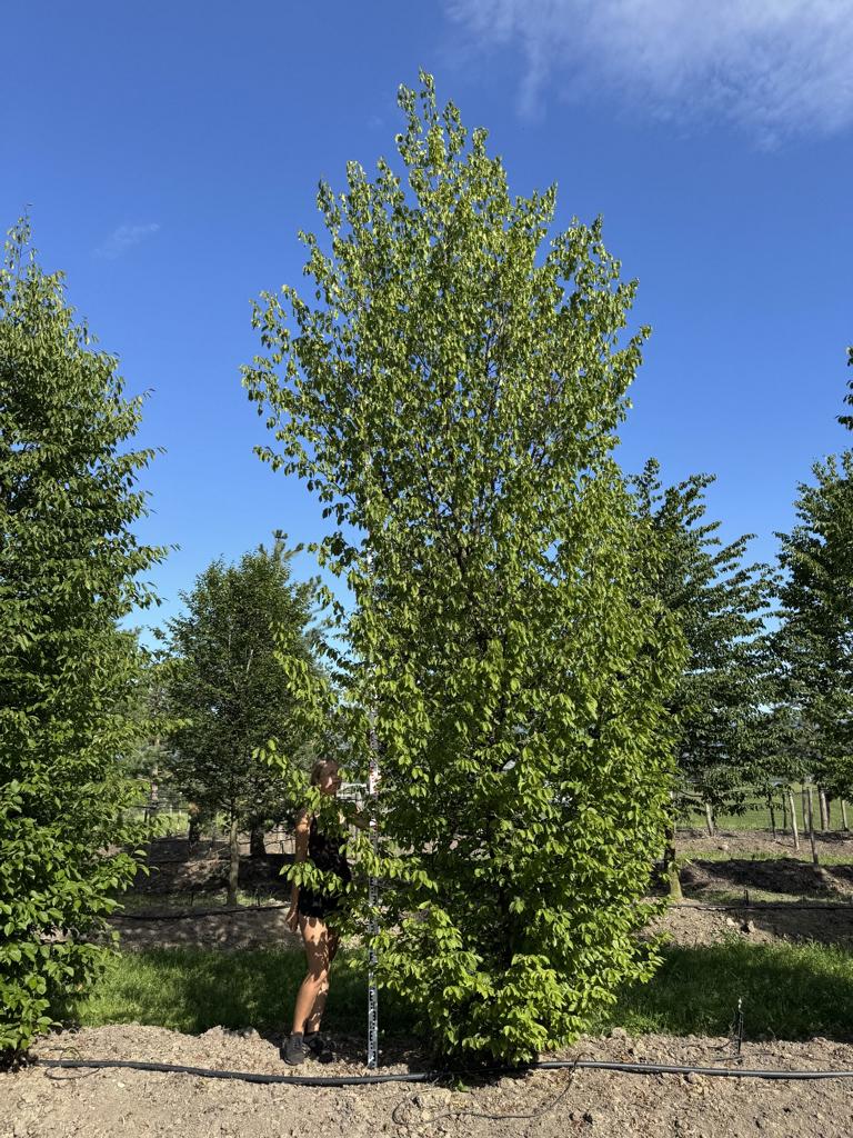 Carpinus betulus