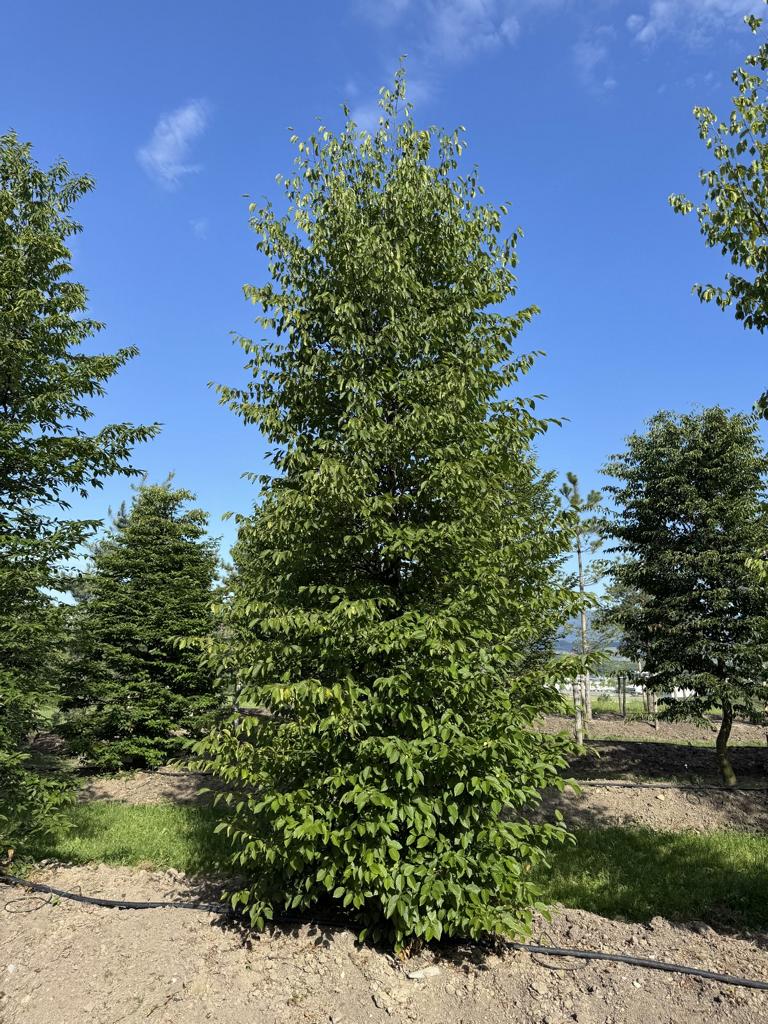 Carpinus betulus