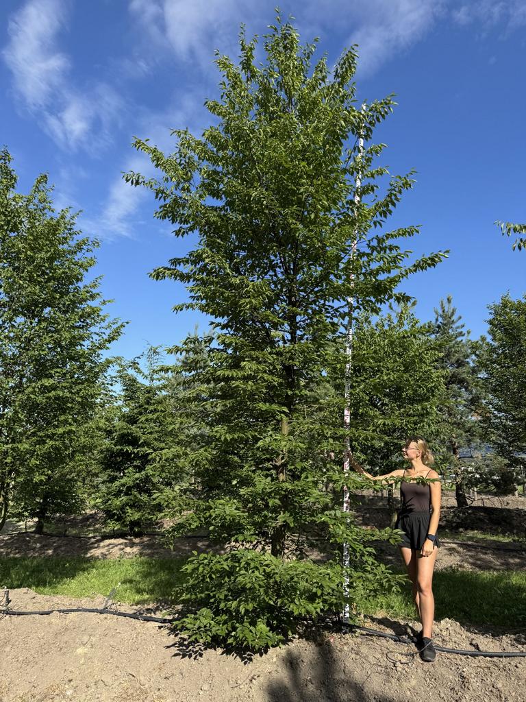 Carpinus betulus