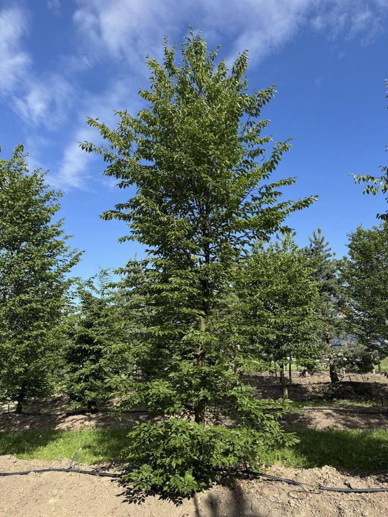 Carpinus betulus