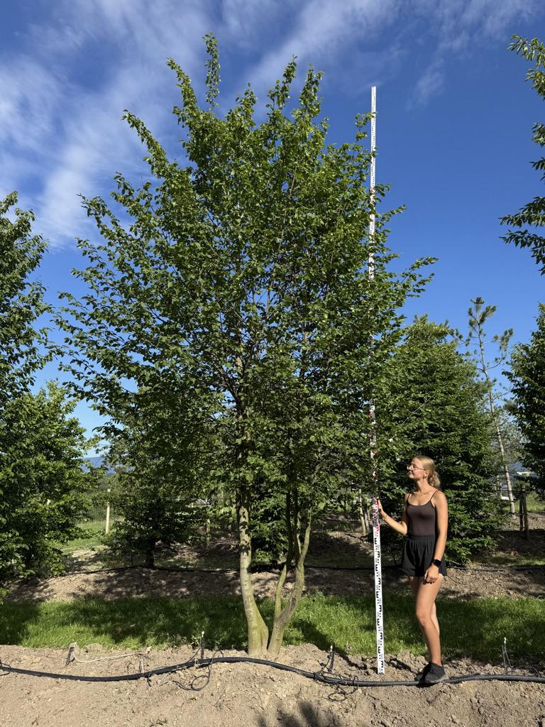 Carpinus betulus