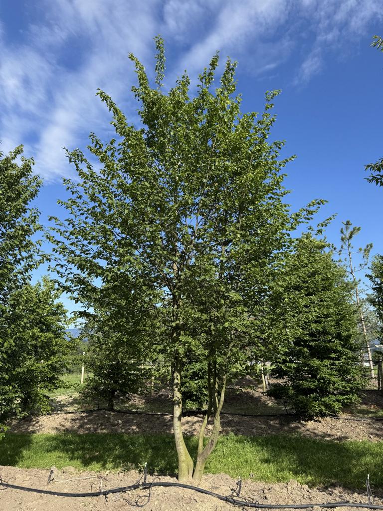 Carpinus betulus