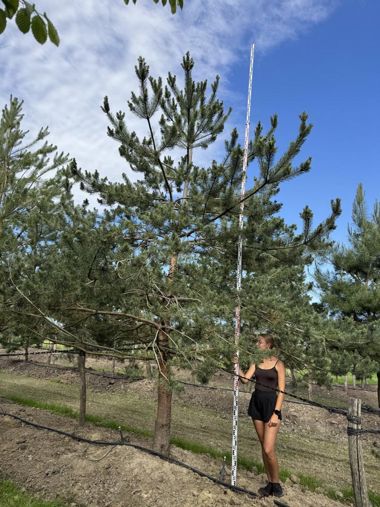 Pinus sylvestris
