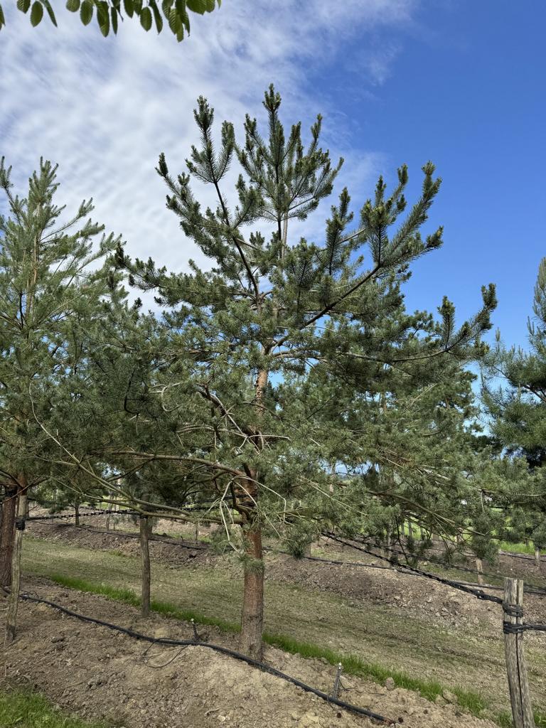 Pinus sylvestris