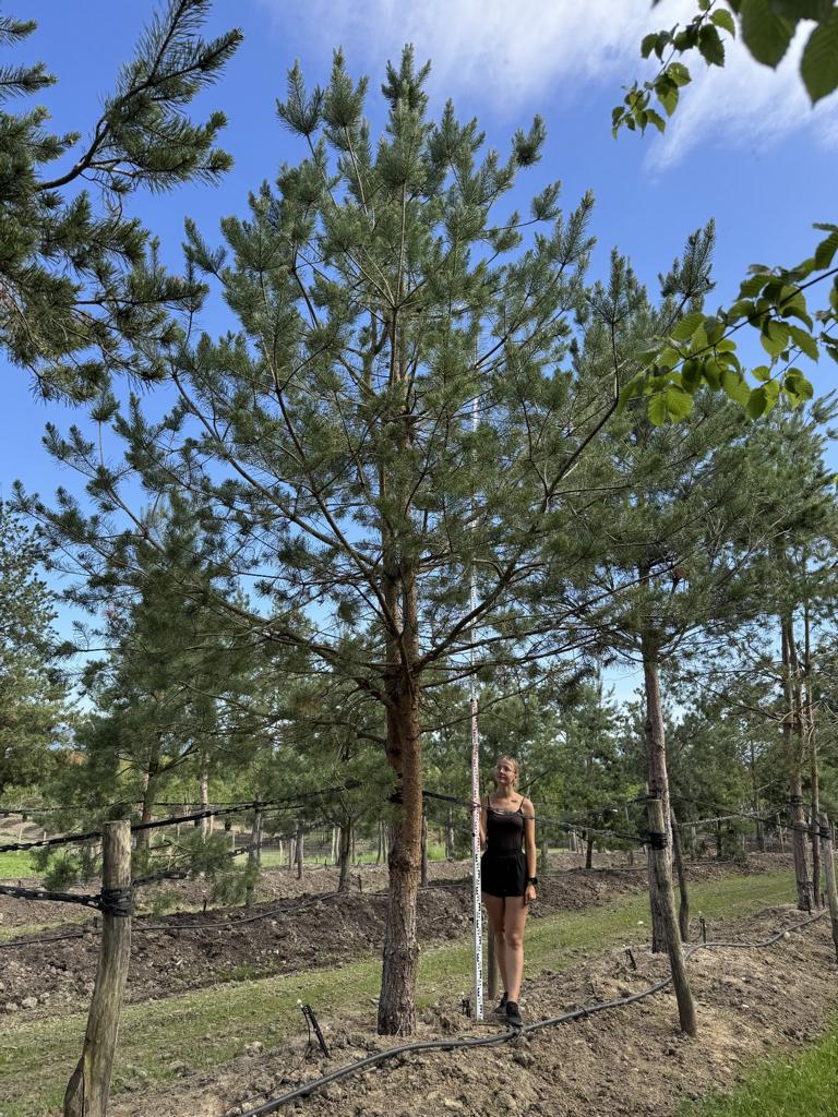 Pinus sylvestris
