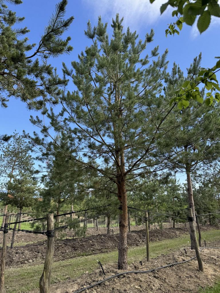 Pinus sylvestris