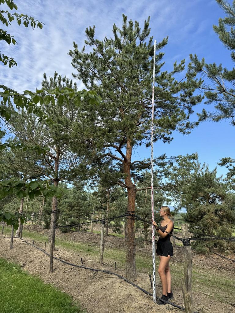 Pinus sylvestris