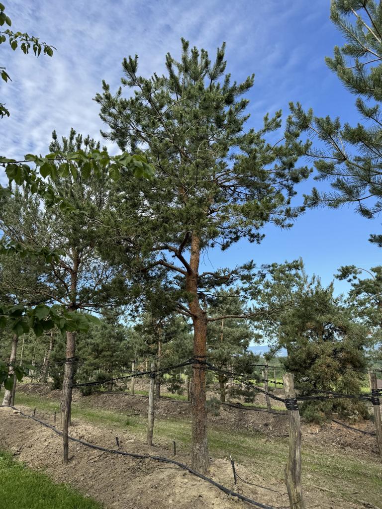 Pinus sylvestris