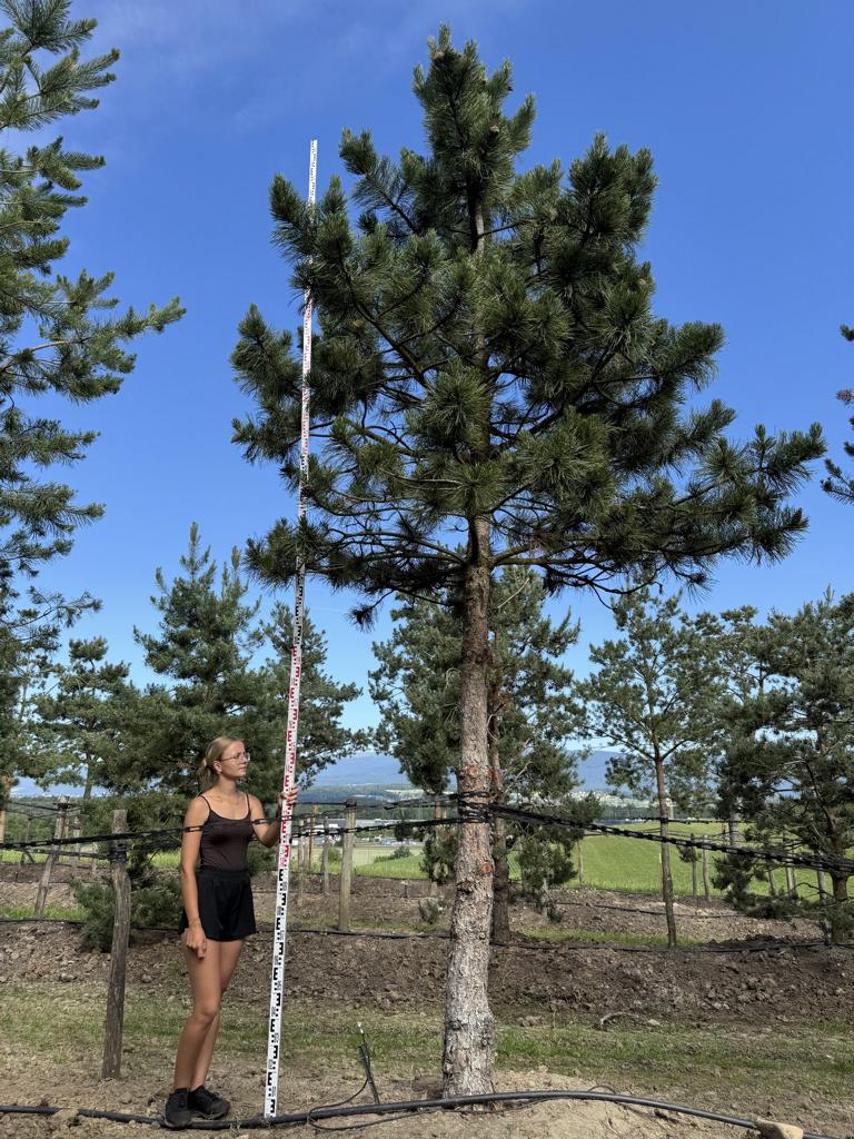 Pinus sylvestris