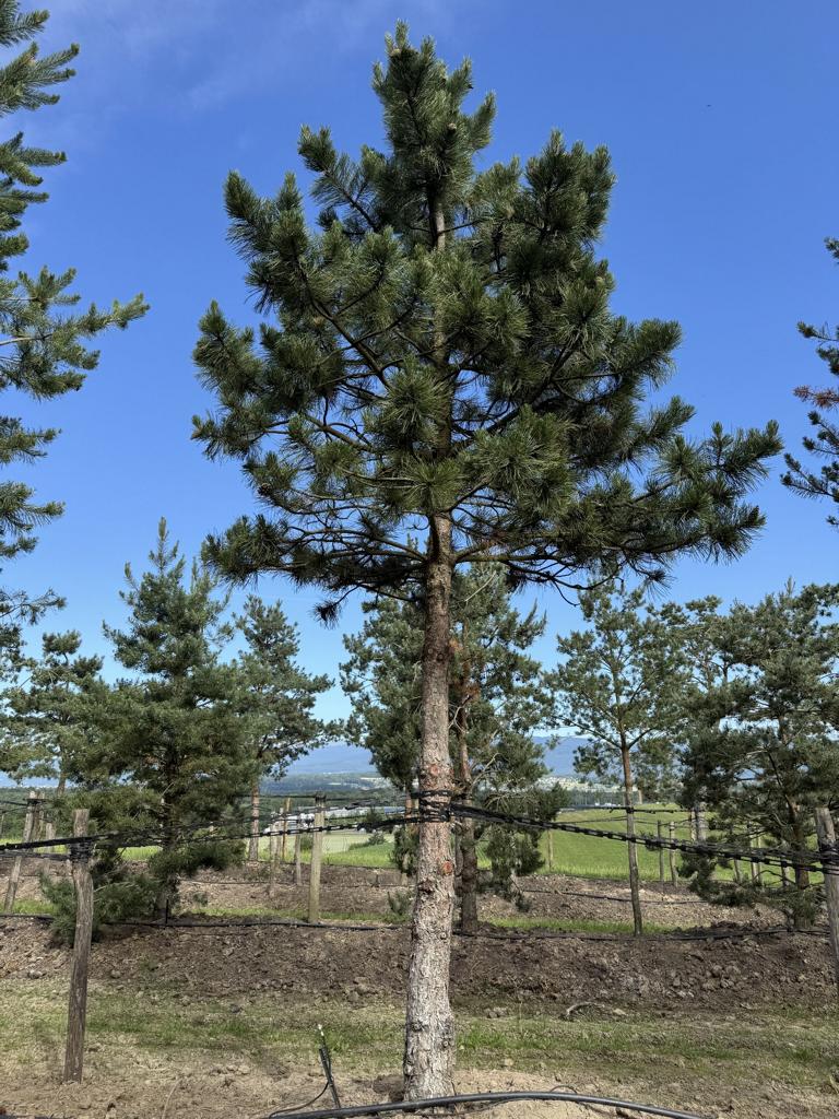 Pinus sylvestris
