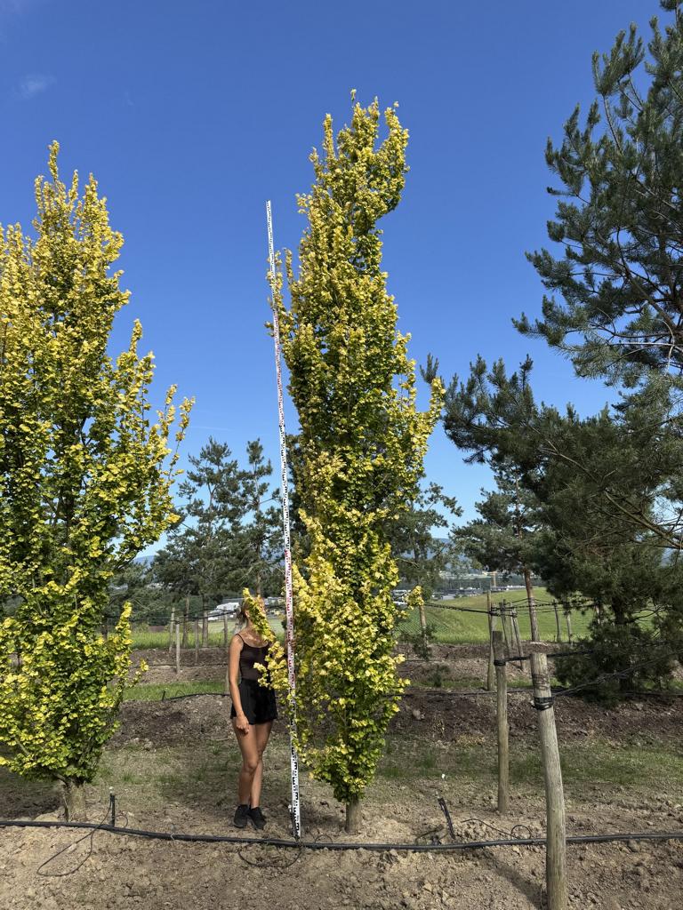 Ulmus hollandica (x) 'Wredei'