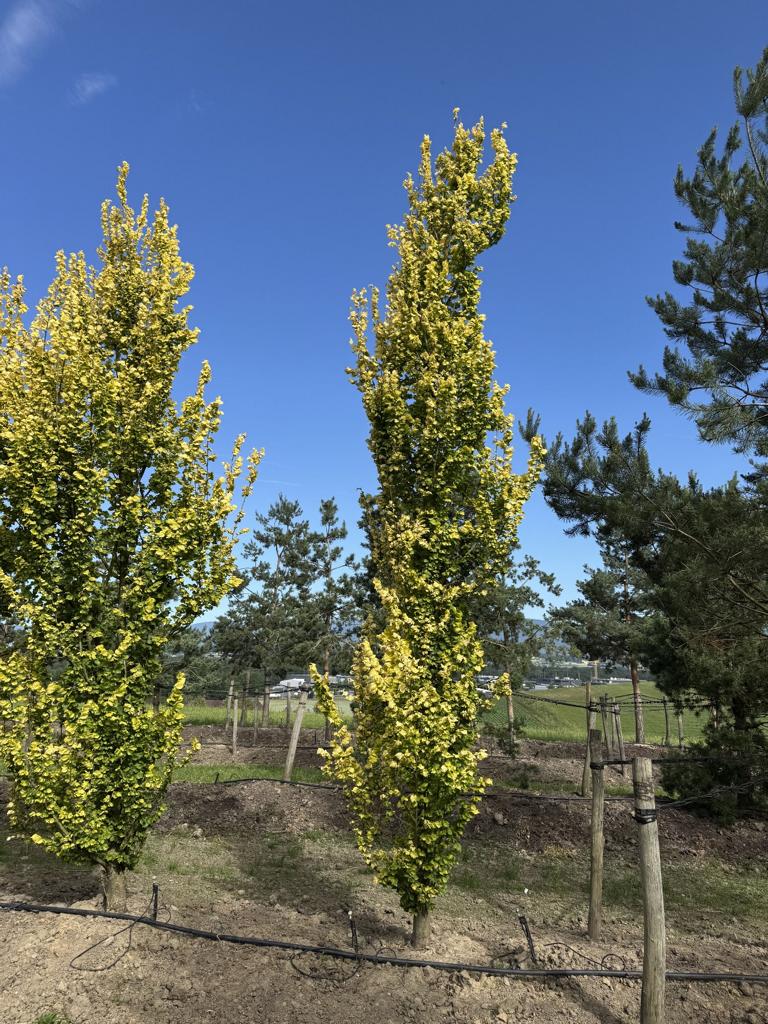 Ulmus hollandica (x) 'Wredei'