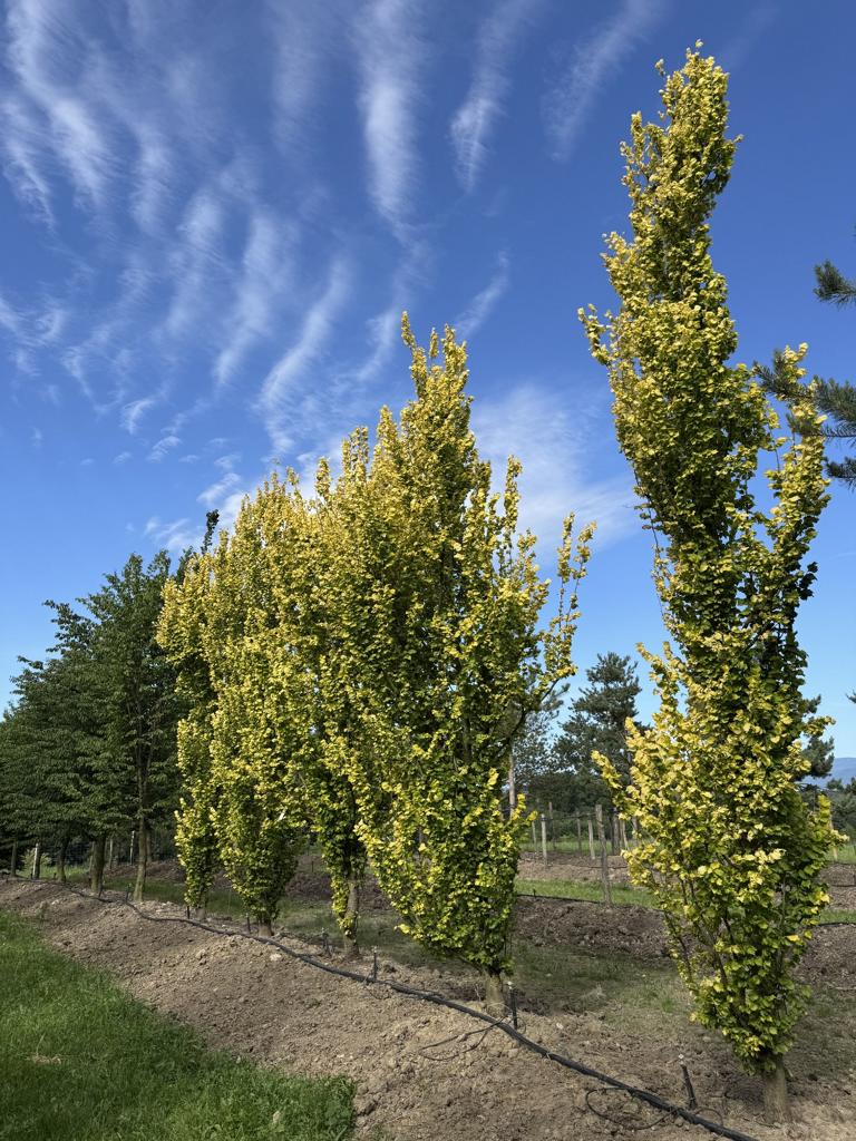 Ulmus hollandica (x) 'Wredei'