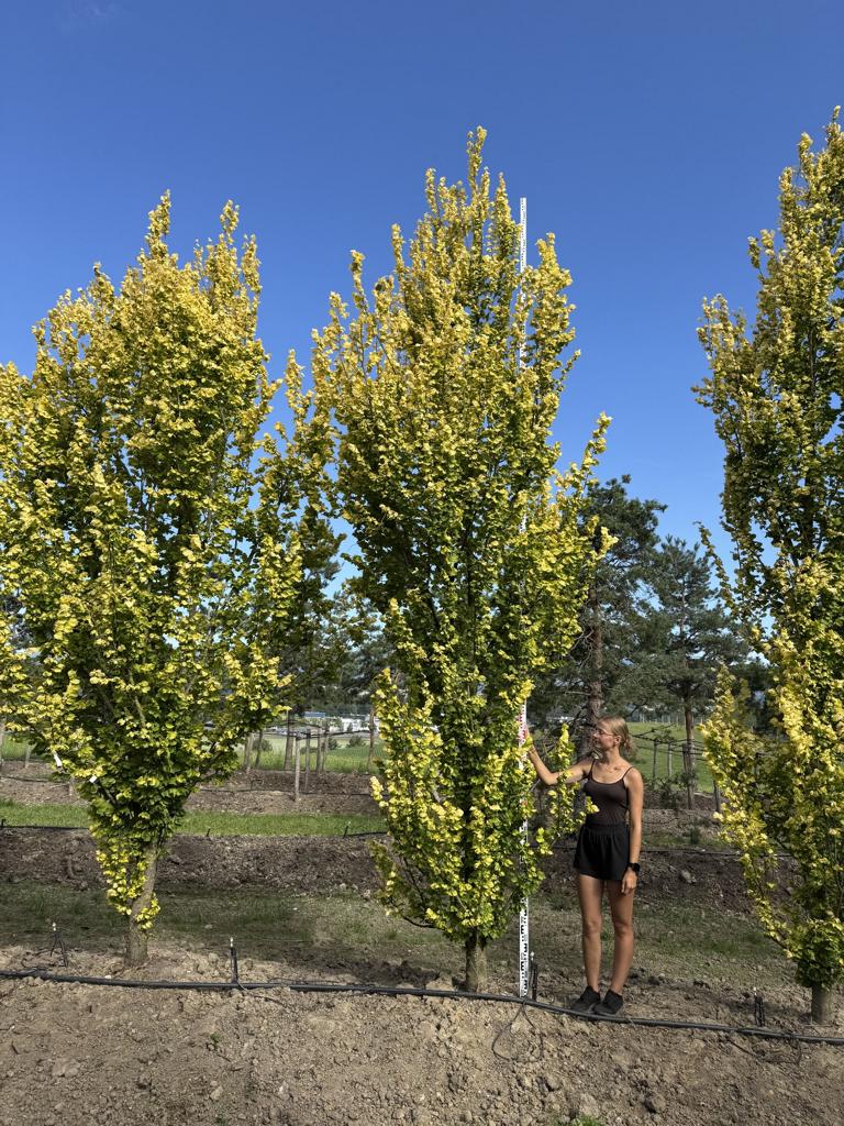 Ulmus hollandica (x) 'Wredei'